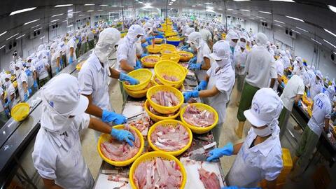 Xuất khẩu cá tra Việt Nam khi được FTA CPTPP trợ lực
