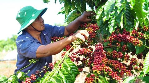 Đắk Nông đang thu mua cà phê với giá cao nhất, vượt trên tất cả các tỉnh ở Tây Nguyên
