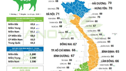 Giá lợn hơi tiếp tục tăng, Hà Nội chạm ngưỡng 71.000 đồng/kg