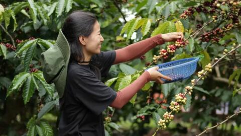 Giá cà phê hôm nay 20/5/2025, trong nước ngược chiều thế giới