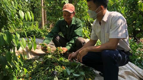 Giá tiêu hôm nay 3/7/2025: trong nước liên tục tăng, thị trường khởi sắc