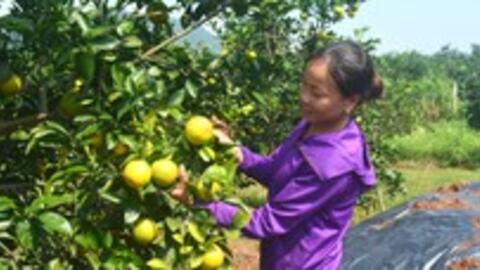 'Tuyệt chiêu' dùng thuốc lào, hoa cúc trị bệnh cho cam ở Nghệ An