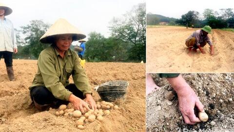 Anh Sơn xây dựng mô hình trồng khoai tây Đức