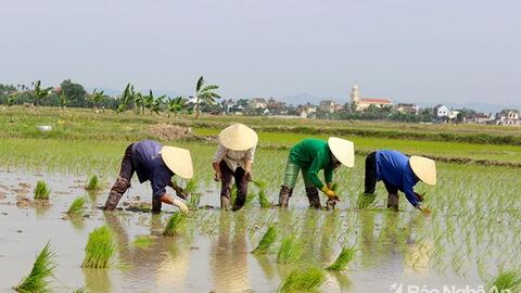Có biện pháp chấm dứt tình trạng gieo cấy sớm trong vụ xuân 2020