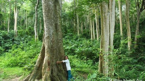 Tìm nguyên nhân để có biện pháp chống mất rừng, suy thoái rừng ở Bắc Trung bộ
