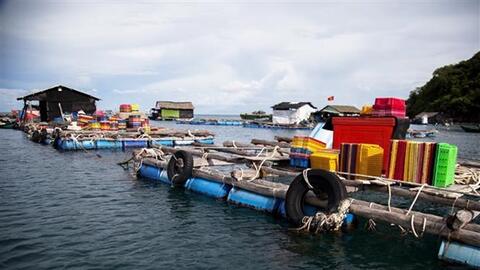 Phát triển nghề nuôi cá lồng bè Thổ Châu