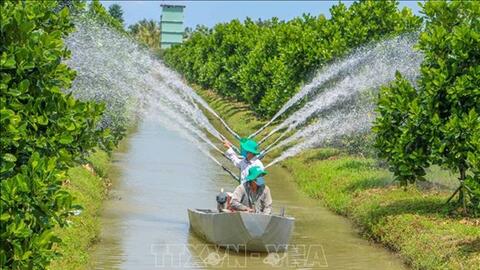 Quả ngọt từ chuyển đất lúa kém hiệu quả sang trồng cây ăn trái ở Cần Thơ