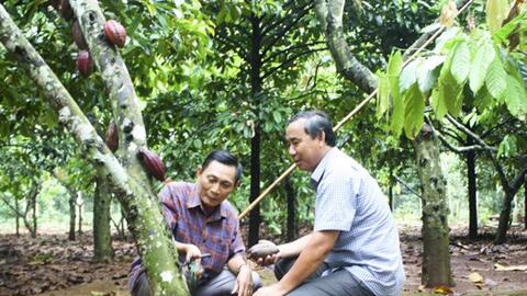 Bà Rịa-Vũng Tàu xây dựng thương hiệu sản phẩm ca cao