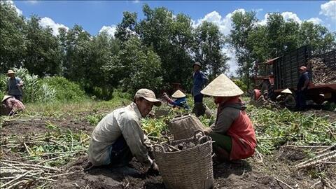 Nông dân trồng sắn Tây Ninh lãi 40 - 50 triệu đồng/ha