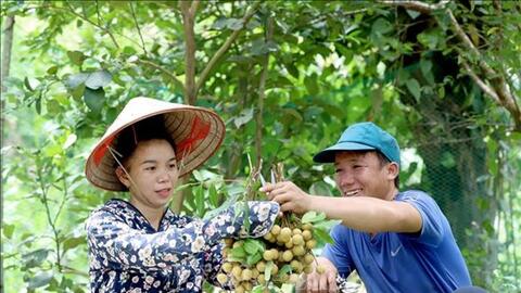 Nhãn Sông Mã - Sơn La vươn ra thị trường quốc tế