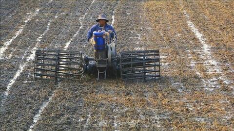 Trà Vinh: Khuyến cáo nông dân tuân thủ lịch thời vụ xuống giống né hạn mặn