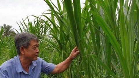 Trà Vinh chuyển hơn 650 ha đất mía sang trồng cỏ nuôi bò cho thu nhập cao
