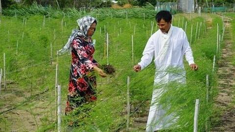Măng tây Ninh Thuận có sức hút từ thị trường tiêu thụ