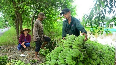 Cà Mau tăng giá trị cho sản phẩm chuối