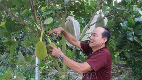 Giá mít Thái tăng gấp đôi giúp nông dân thêm thu nhập