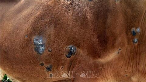 Bình Phước khẩn trương khống chế bệnh viêm da nổi cục trên đàn bò