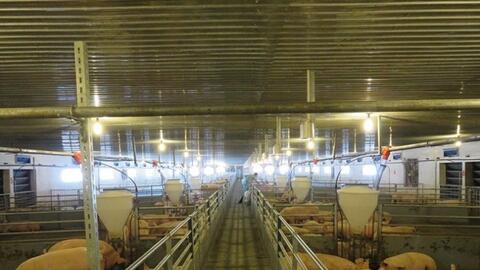 Hòa Phát: Phấn đấu đạt khoảng 450.000 heo thương phẩm trong năm 2021