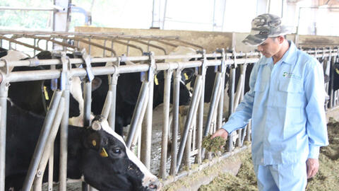 Làm giàu từ chăn nuôi bò sữa