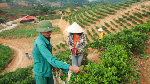 Phổng Lập nâng cao thu nhập cho người dân