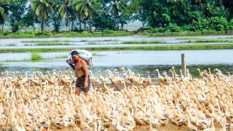 Hướng phát triển mới cho hộ chăn nuôi vịt ở Vĩnh Long