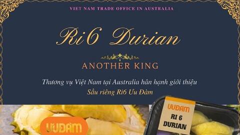 45 tấn sầu riêng Ri6 đi Úc, hàng chưa cập cảng đã bán hết veo