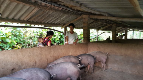 Lai Châu: Dịch tả lợn Châu Phi bùng phát trở lại