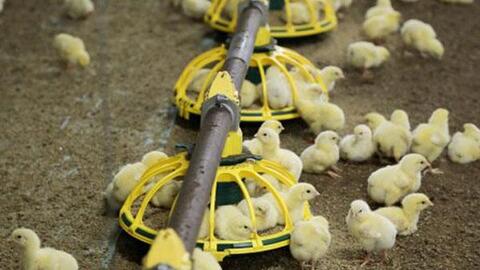 Ba cách để tối ưu hóa chi phí thức ăn trong chăn nuôi gà