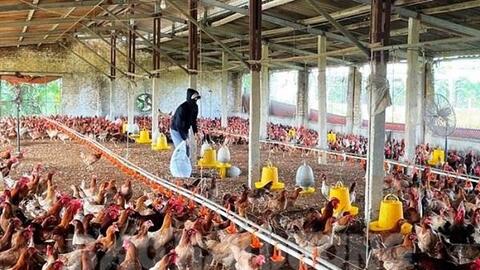 HTX Chăn nuôi gà thương phẩm xã Tân Việt có 24.000 con gà thịt quá lứa nhưng chưa thể tiêu thụ