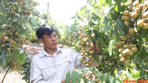 Làm đống nghề, một nông dân ở Sơn La thu tiền tỷ