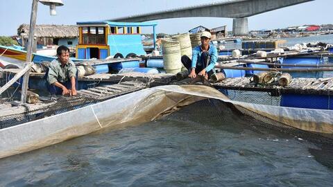 “Ôm” 400 tấn cá quá lứa vì thiếu... hóa đơn bán lẻ