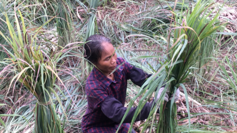 Hoà Bình: Chỉ trồng 1,5 ha sả, anh nông dân sống khỏe