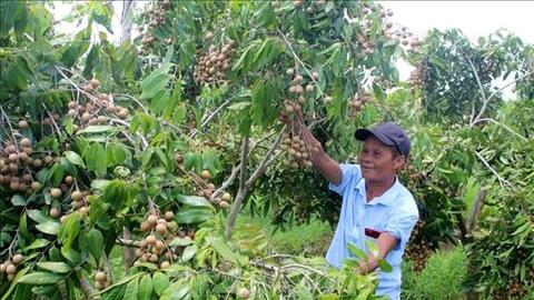 Ông Trịnh Văn Toàn làm giàu nhờ mô hình trang trại tổng hợp