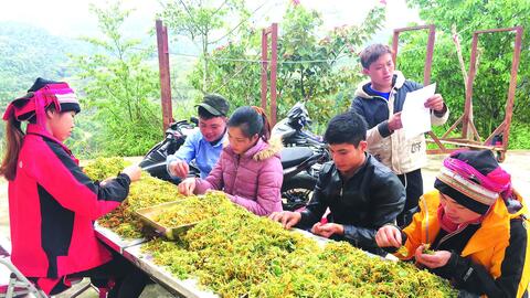 Người Dao ở Nặm Đăm làm du lịch, trồng cây dược liệu thu tiền tỷ