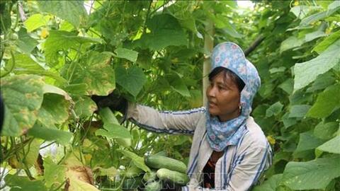 Trà Vinh tiếp tục chuyển đổi 1.550 ha đất sản xuất kém hiệu quả