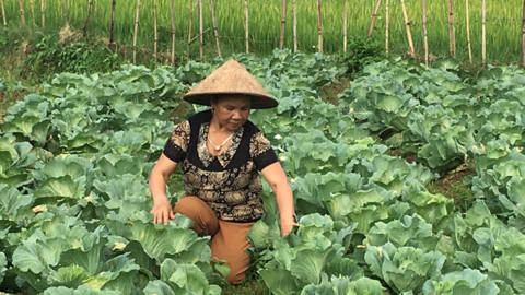 Bước tiến mới trong sản xuất nông nghiệp ở huyện vùng cao Vân Hồ