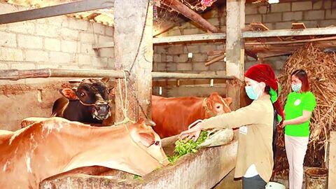 Hà Giang, “mầm xanh” trên đá