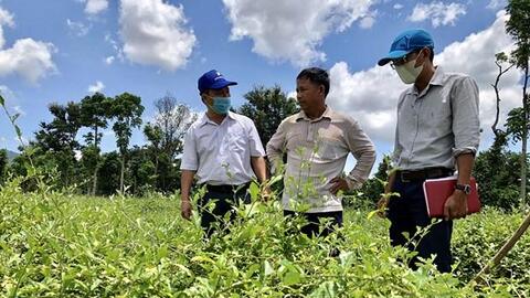 Gia Lai hướng tới phát triển và xây dựng vùng dược liệu
