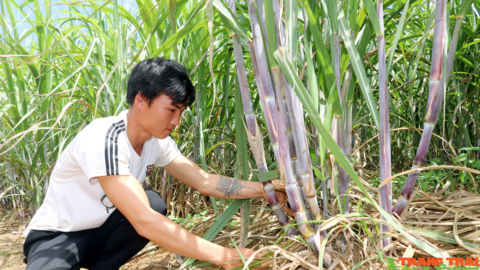 Sơn La: Một nông dân thu 200 triệu mỗi năm nhờ trồng mía