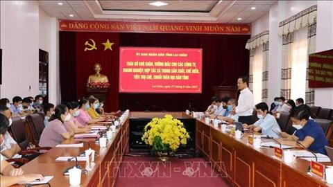 Lai Châu bàn giải pháp gỡ khó cho tiêu thụ sản phẩm chè, chuối