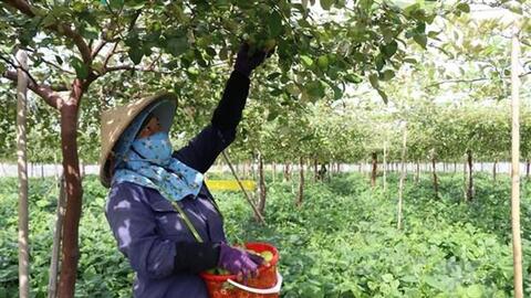 Tăng năng suất, chất lượng cho sản phẩm táo Ninh Thuận