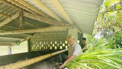 Hà Giang: Cựu chiến binh làm giàu từ chăn nuôi tổng hợp