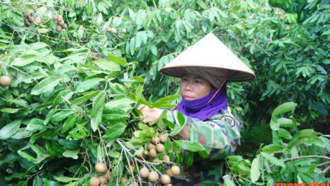 Nông dân Cò Nòi thi đua sản xuất, kinh doanh giỏi