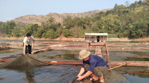 Nuôi cá lồng trên lòng hồ thủy điện Sơn La, người dân bản Ít có thu nhập ổn định