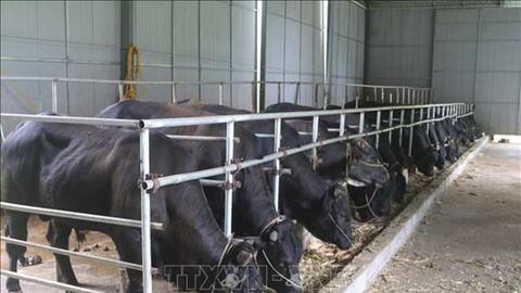 Phát triển kinh tế hợp tác xã nông nghiệp ở Cao Bằng