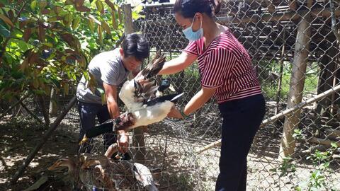 Bắc Kạn: Thanh Mai phát huy lợi thế nuôi vịt bầu cổ xanh