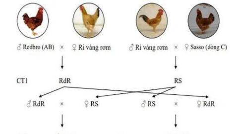 Nghiên cứu chọn tạo 3 dòng gà lông màu thả vườn có năng suất chất lượng cao