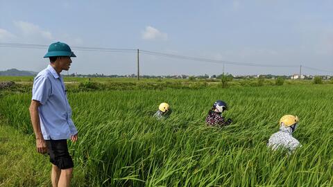 Các tỉnh phía Bắc: Giữ lúa mùa an toàn trước sâu bệnh