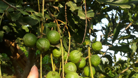 Tam Đường phát triển sản xuất nông nghiệp hàng hóa