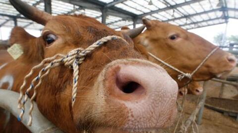 Cục Thú y lên tiếng trước thông tin 2 ca bệnh Bò điên tại Brazil