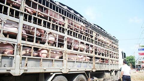 Đồng Nai: Cần thông thoáng hơn trong lưu thông thiết bị, con giống phục vụ chăn nuôi